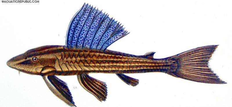 Hypostomus subcarinatus