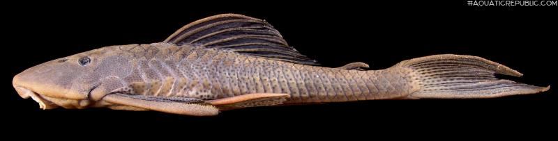 Hypostomus subcarinatus