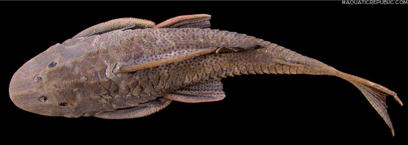 Hypostomus subcarinatus