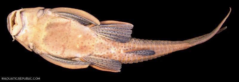 Hypostomus subcarinatus