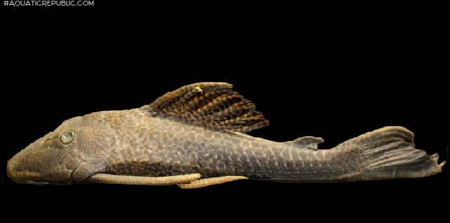 Hypostomus vaillanti