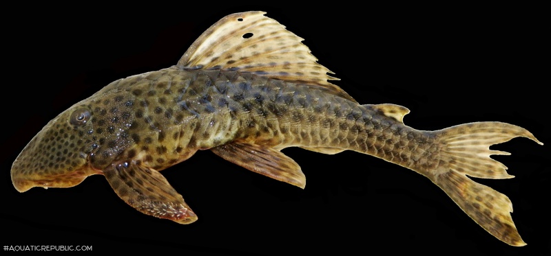 Hypostomus velhochico