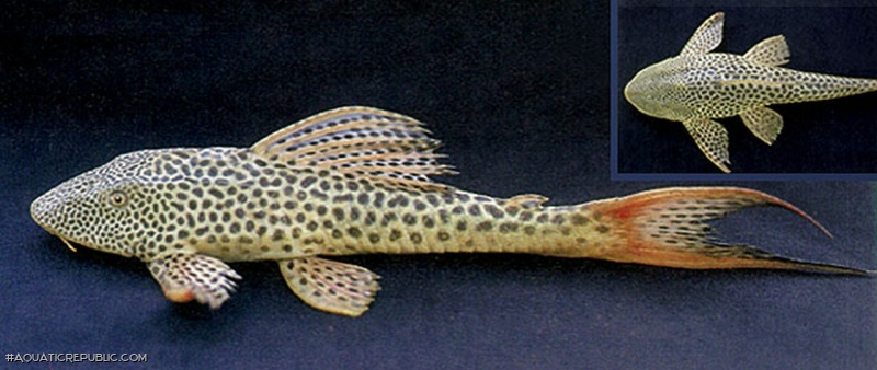 Hypostomus watwata