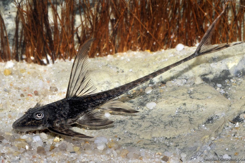 Lamontichthys sp. `COLOMBIA`