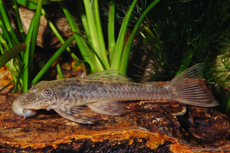 Lasiancistrus planiceps