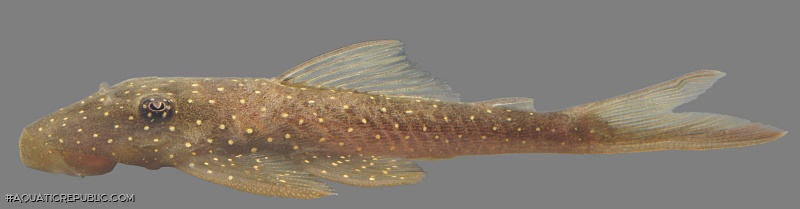 Lasiancistrus schomburgkii