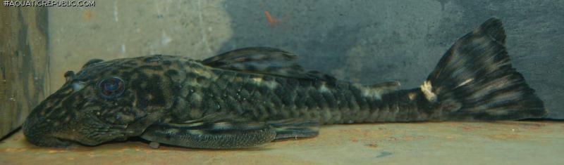 Lasiancistrus volcanensis