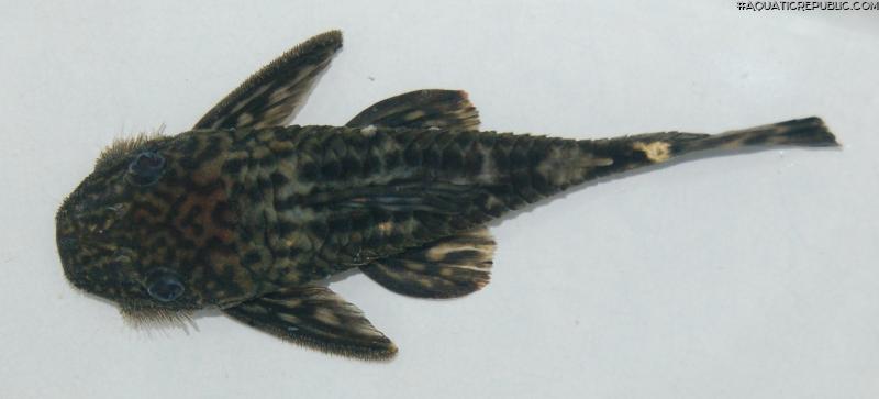 Lasiancistrus volcanensis