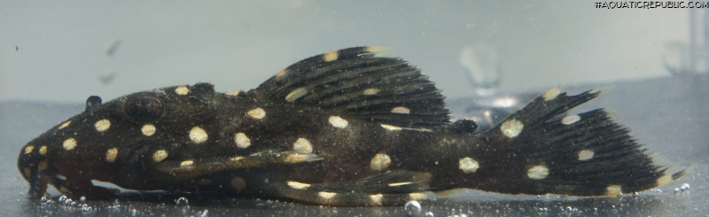 Leporacanthicus galaxias