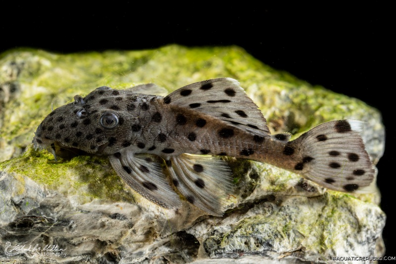 Leporacanthicus joselimai
