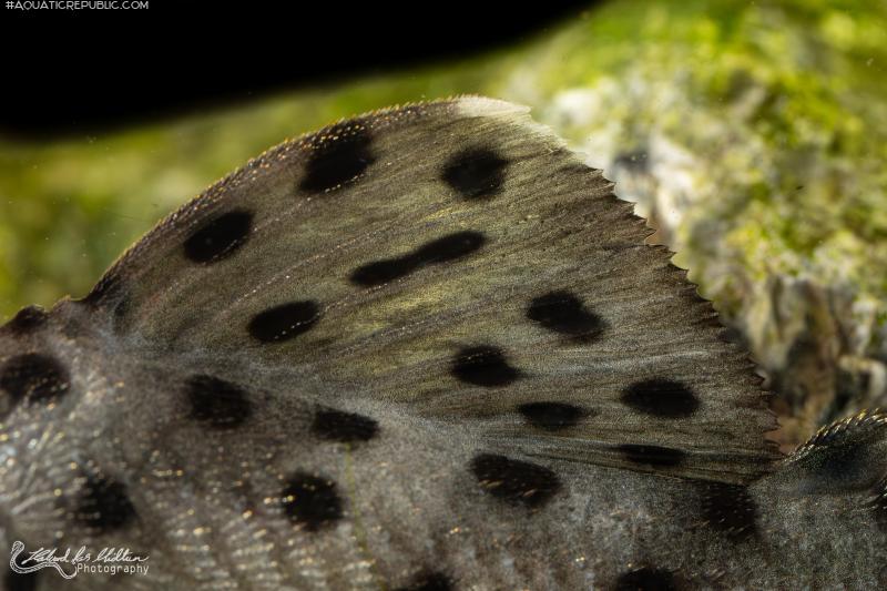 Leporacanthicus joselimai