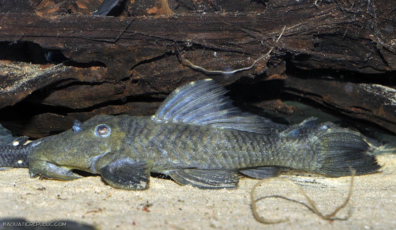 Leporacanthicus sp. (L473)