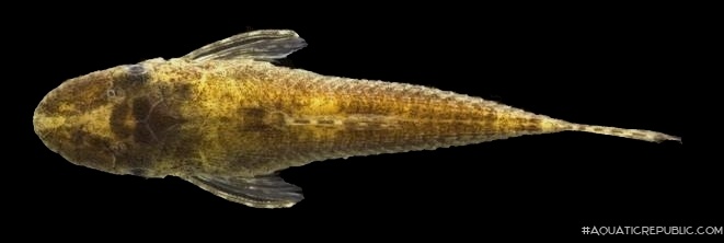 Leptotocinclus ctenistus