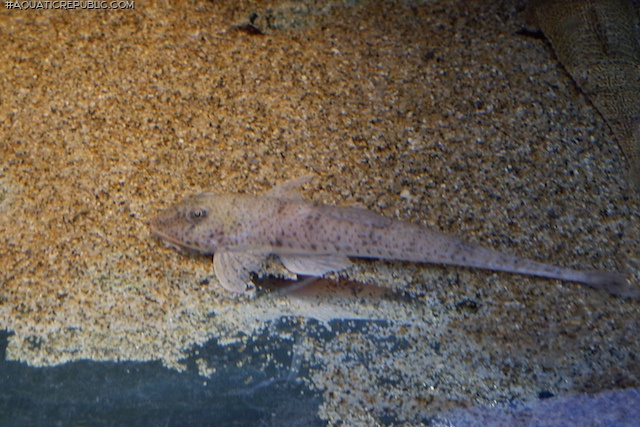 Limatulichthys griseus