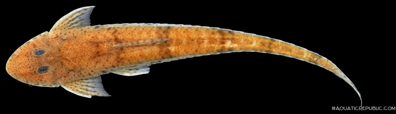 Limatulichthys nasarcus