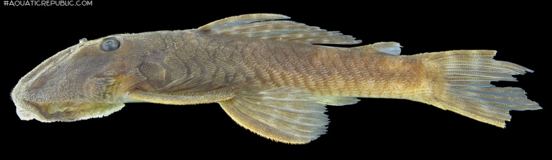 Lithoxancistrus yekuana