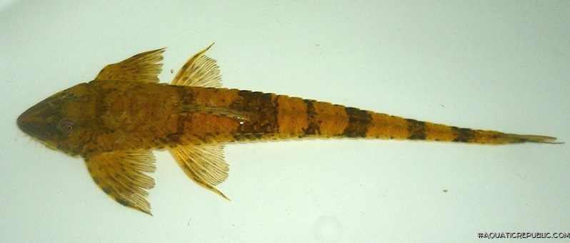 Loricaria luciae