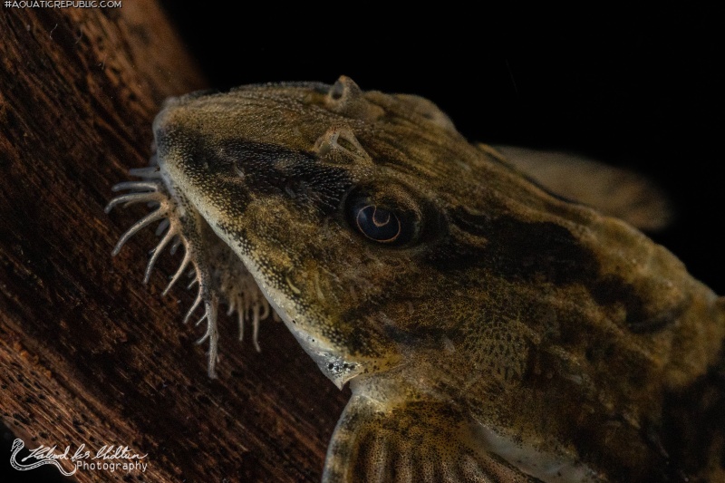 Loricaria nimairaco