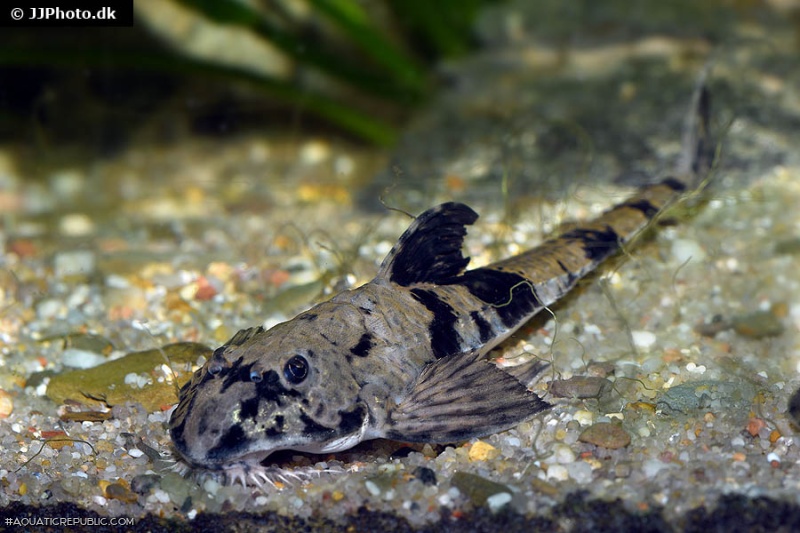 Loricaria simillima