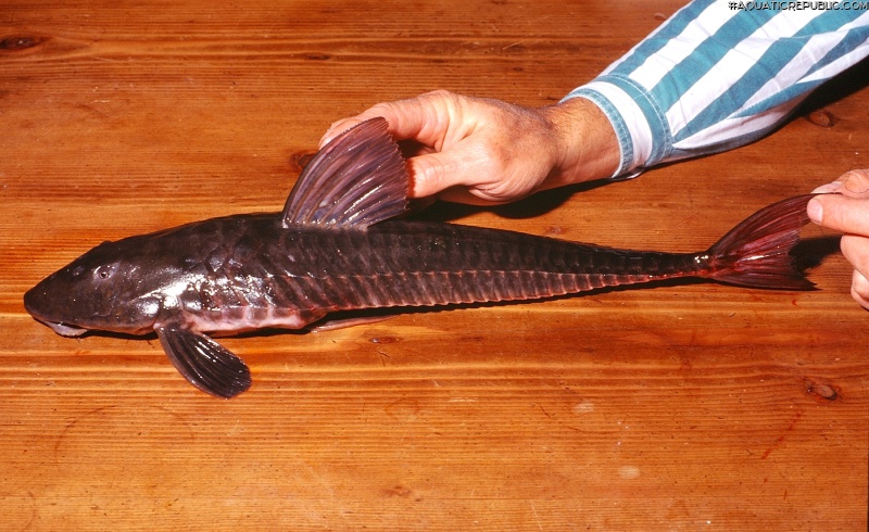 Loricariichthys anus