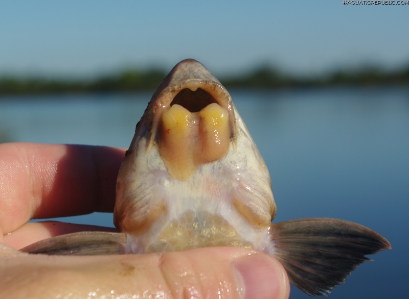 Loricariichthys anus