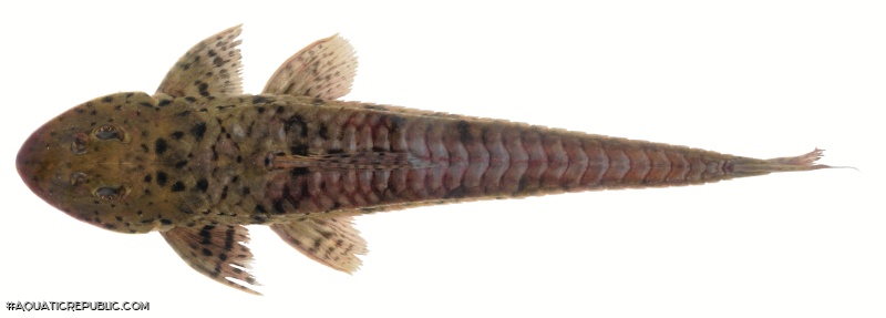 Loricariichthys brunneus