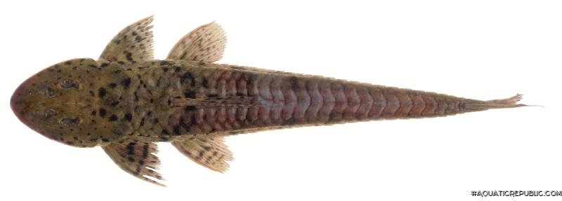 Loricariichthys brunneus