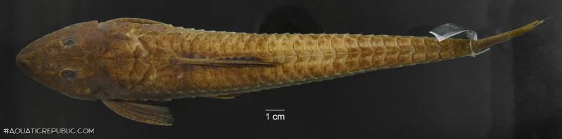 Loricariichthys castaneus