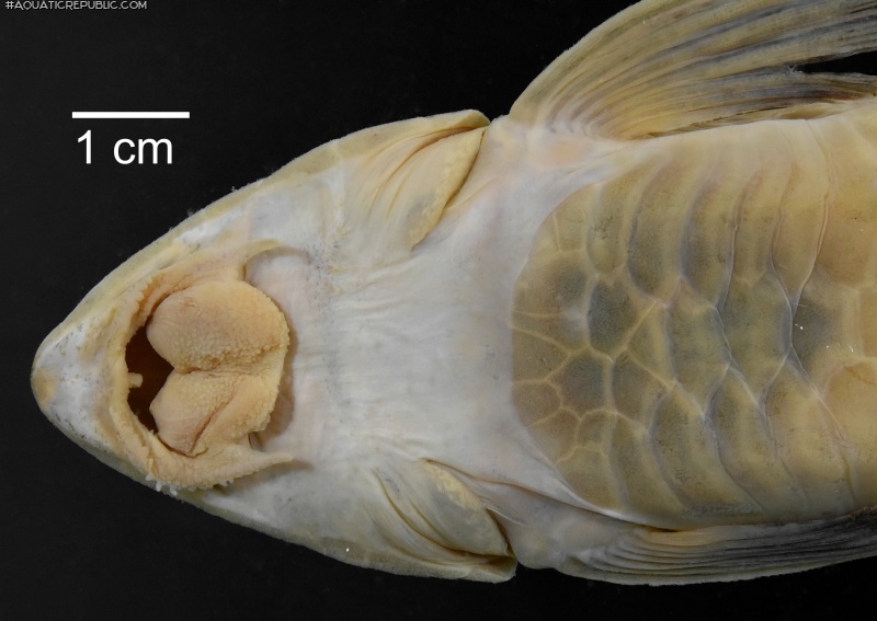 Loricariichthys castaneus