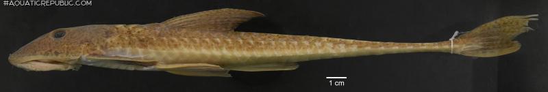 Loricariichthys castaneus