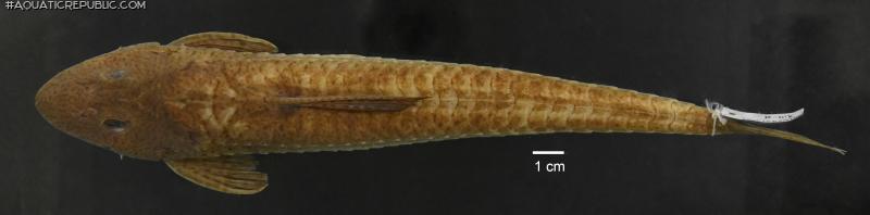 Loricariichthys castaneus