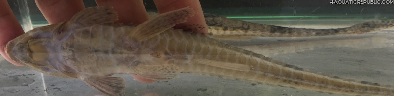 Loricariichthys hauxwelli