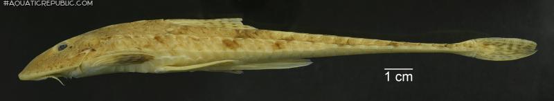 Loricariichthys stuebelii