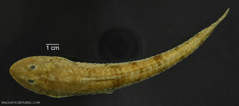 Loricariichthys stuebelii
