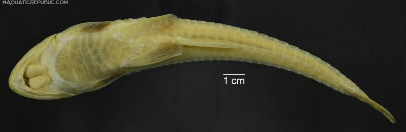 Loricariichthys stuebelii