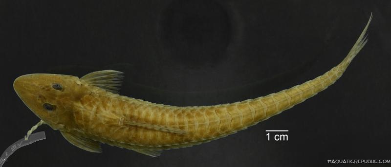 Loricariichthys ucayalensis