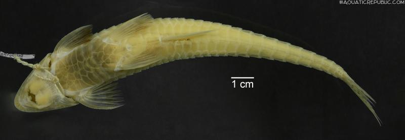 Loricariichthys ucayalensis