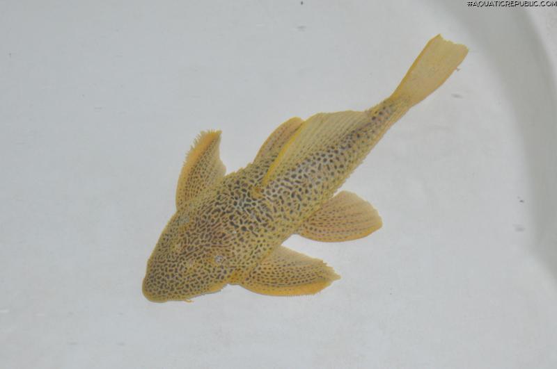 Megalancistrus sp. (LDA097)