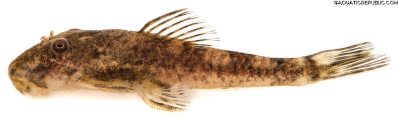 Microplecostomus forestii