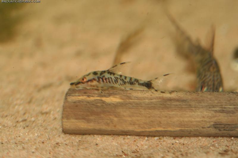 Nannoptopoma sp. `PERU WHITE`