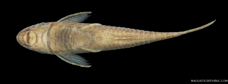 Nannoxyropsis ephippia