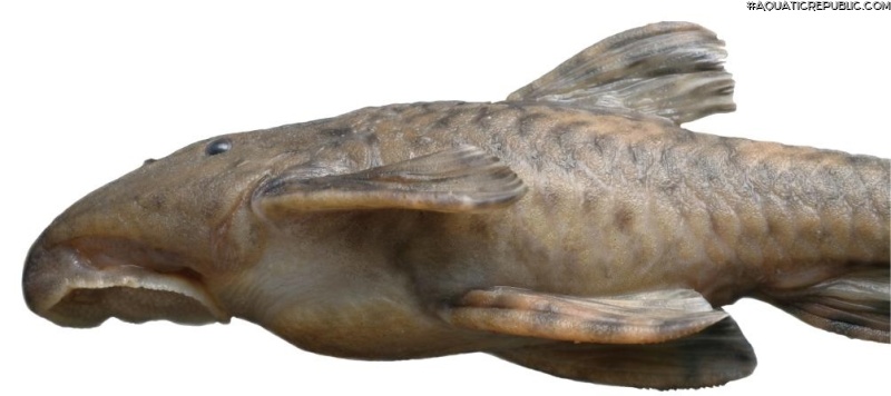 Neoplecostomus microps