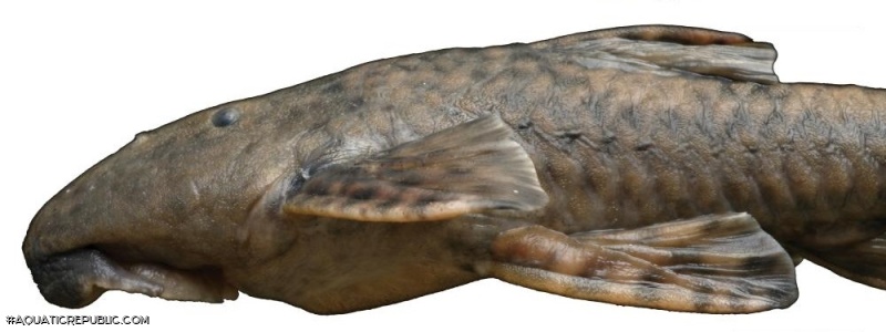 Neoplecostomus microps