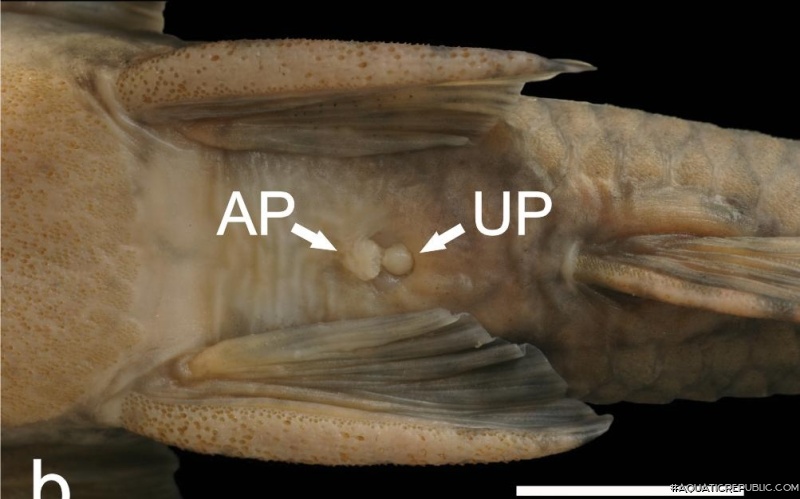 Neoplecostomus microps