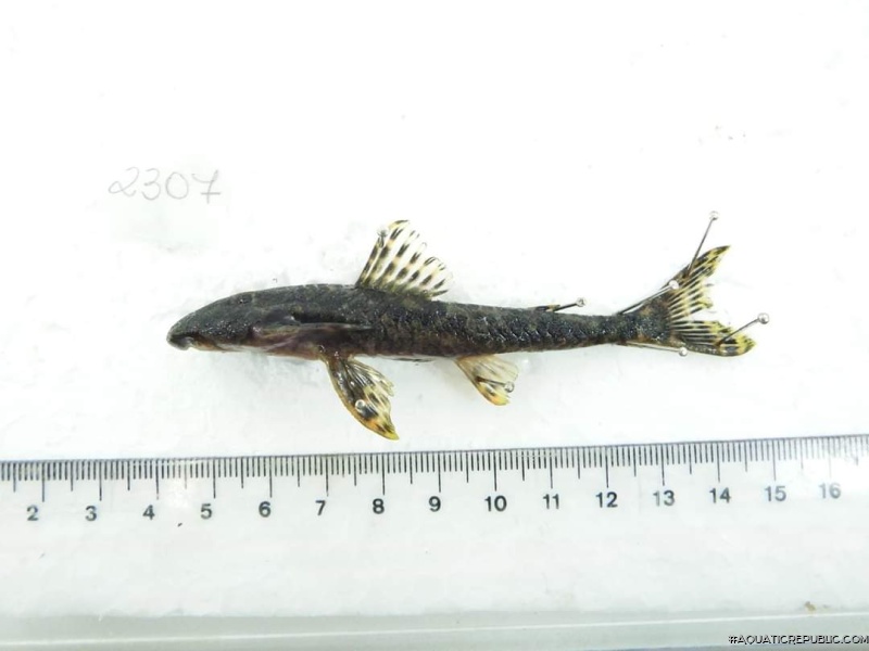 Neoplecostomus yapo