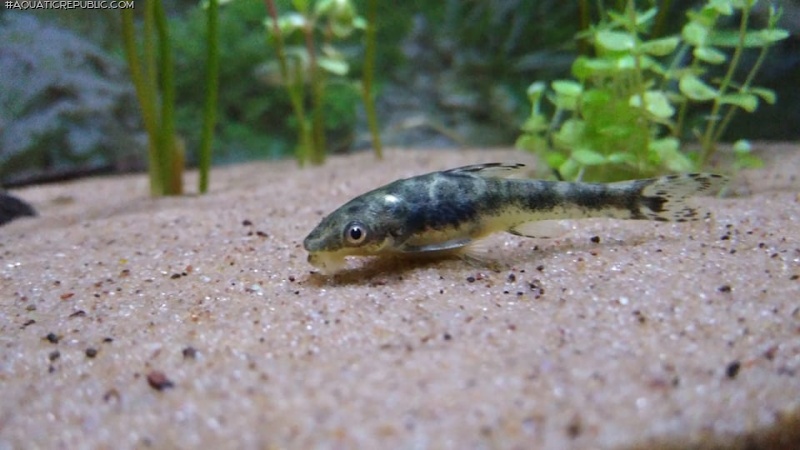 Otocinclus arnoldi