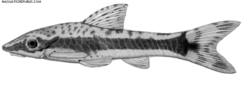 Otocinclus bororo