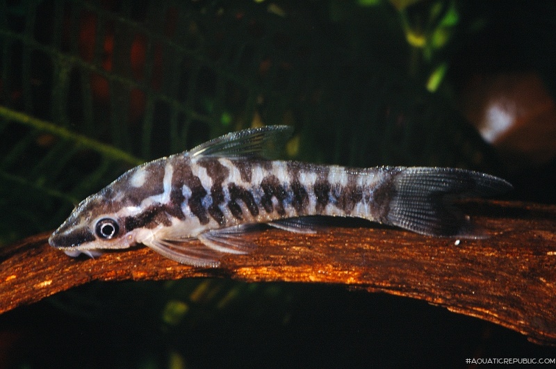 Otocinclus cocama