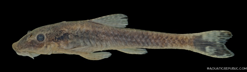 Otothyropsis biamnicus