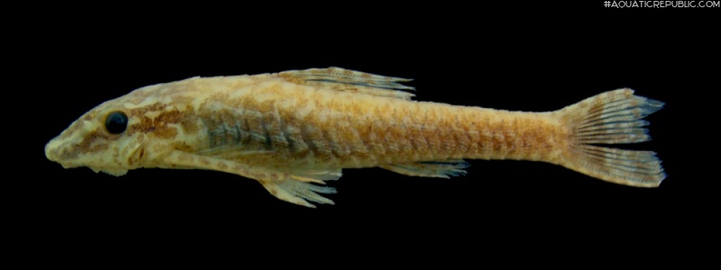 Otothyropsis marapoama